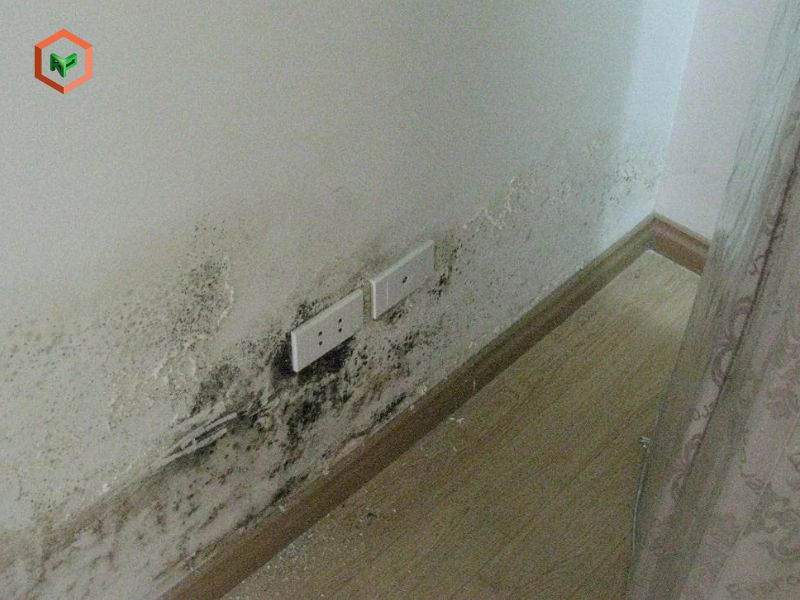 Mẹp làm sạch vết nấm mốc trên tường